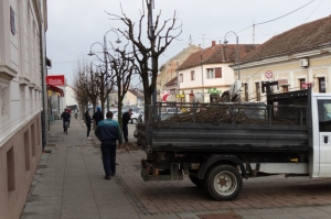 Počelo proljetno orezivanje drvoreda u požeškim ulicama