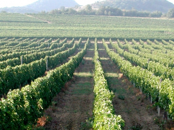Samo s upisom vinogradari će moći ostvariti svoja prava