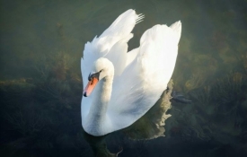 Na čitavom području RH u svim objektima na kojima se drži perad potrebno je kontinuirano provoditi biosigurnosne mjere zbog influence ptica