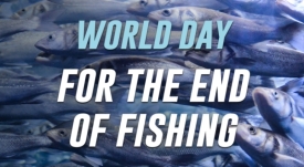 Uz obilježavanje Svjetskog dana za okončanje ribolova - Ribe su tihe žrtve ljudske ravnodušnosti