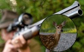 Nepoznati počinitelj usmrtio srnu iz vatrenog oružja kod Emovačkog luga