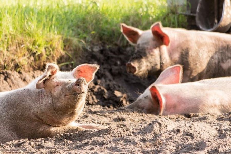 Program državne potpore proizvođačima svinja većih klaoničkih težina zbog otežanih uvjeta poslovanja