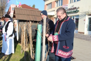 Orezali trsove na jedinstvenom Trgu graševine