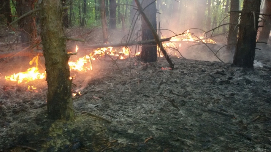 Vatrogasci uspješno ugasili šumski požar