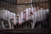Prijateljima životinja javili se zgroženi svjedoci provedbe mjera za suzbijanje afričke svinjske kuge