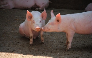 Afrička svinjska kuga i dalje prisutna kod divljih svinja u Gradištu - podsjetnik na biosigurnosne mjere