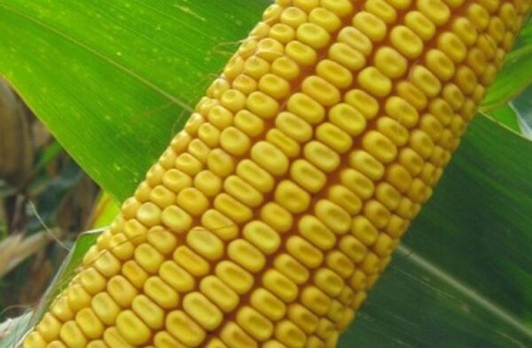 Odobreno milijun eura potpore hrvatskim proizvođačima sjemenskog kukuruza