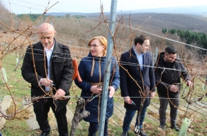 Uz svetkovinu Vincelova prve trsove orezali i zalili vinom na Vinkomiru u vinogradima Kutjeva d.d.