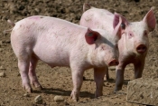 Objavljena nova Naredba o mjerama kontrole za suzbijanje afričke svinjske kuge u RH