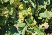 U dvije godine rast površina pod vinovom lozom od 7 posto
