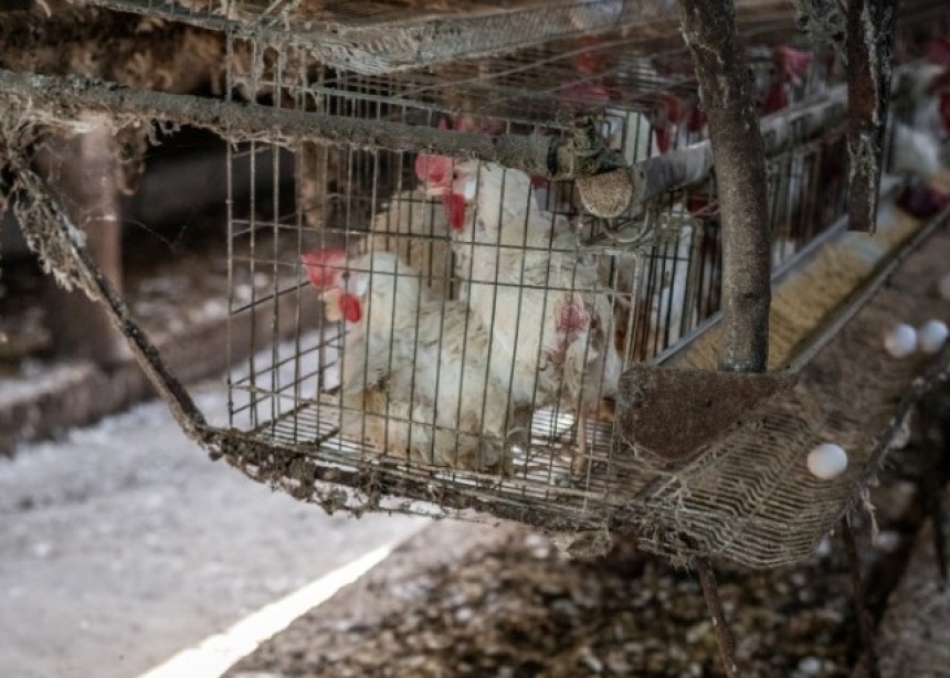 Europska komisija izostavila zakonodavne prijedloge o dobrobiti životinja iz Programa rada za 2026.