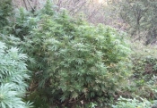 47-godišnjaka pronašli prilikom obilaska nasada marihuane