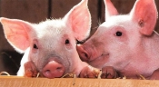 Objavljena dva Pravilnika za provedbu Programa potpore u svrhu ublažavanja posljedica afričke svinjske kuge