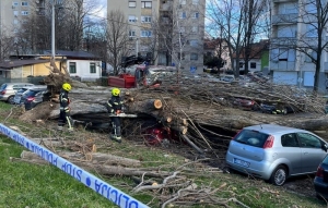 Olujno nevrijeme rijetko bi kada na ovakav način čupalo stabla da se uvažava struka