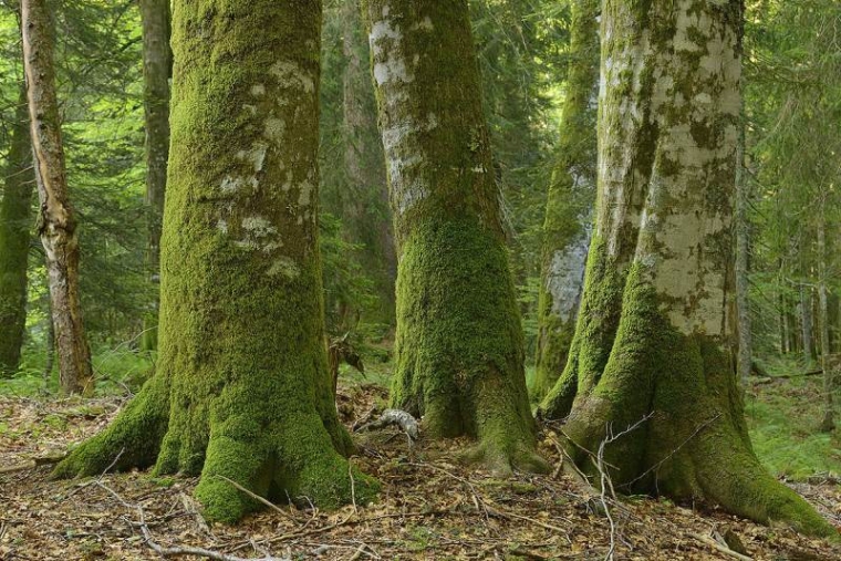Objavljeni natječaji vrijedni 145 mil. kuna za modernizaciju šumarske i drvoprerađivačke djelatnosti