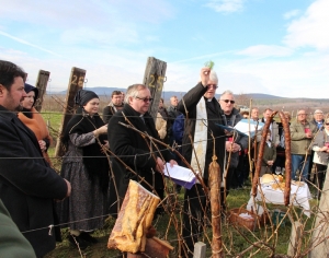 Vincelovo u kaptolačkim vinogradima