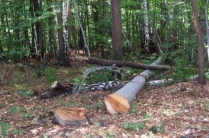 U šumskom dijelu kraj mjesta Mijači nepoznati počinitelji posjekli i otuđili više stabala u vlasništvu Hrvatskih šuma