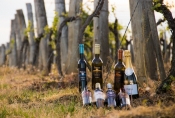 Graševina, ledeno vino, berbe 2015., kutjevačke vinarije Perak - šampion 52. Izložbe vina kontinentalne Hrvatske
