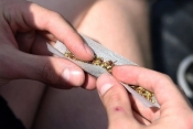 Kod 19-godišnjaka  na trgu u Pleternici pronađena marihuana
