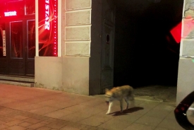 Čagalj u centru grada Požege - kružnu tok na kraju Ulice Matice hrvatske