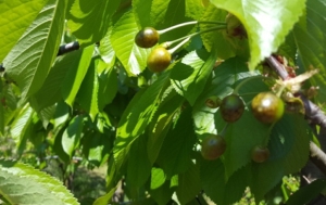 Preporuke voćarima, vinogradarima i povrtlarima za zaštitu u drugoj polovici svibnja