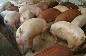 Potpore proizvođačima svinja većih klaoničkih težina zbog otežanih uvjeta poslovanja zbog afričke svinjske kuge