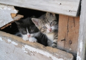 Više od 100 veterinarskih stanica i ambulanti sudjeluje u popustima za kastracije kućnih ljubimaca u svibnju