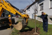 U nacionalnu kampanju &quot;Zasadi stablo, ne budi panj&quot; sadnje stabala uključio se Komunalac Požega