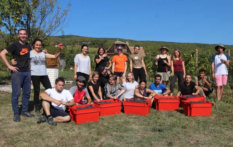 U berbi Cabernet franca kod Sontacchija za poznati "Kitokret" sudjelovali volonteri iz 9 država svijeta