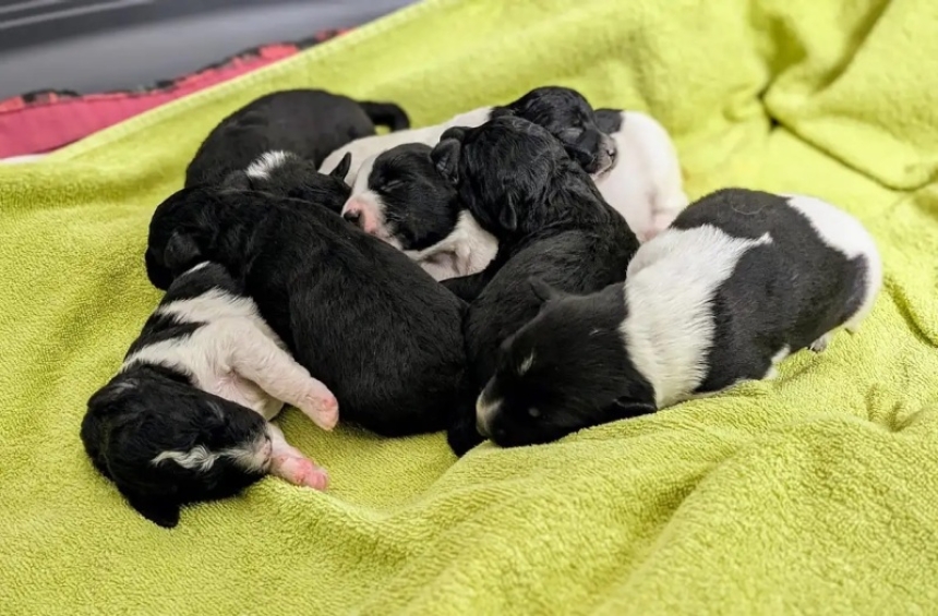 Uz Svjetski dan kastracije pasa i mačaka Prijatelji životinja pozvali lokalne zajednice i veterinare na besplatne ili smanjene cijene kastracija