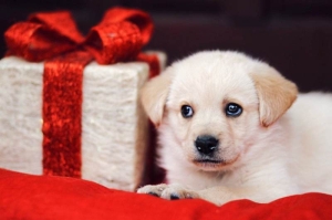 Apel Prijatelja životinja da se ne kupuju životinje za blagdane - Životinje nisu za pod bor