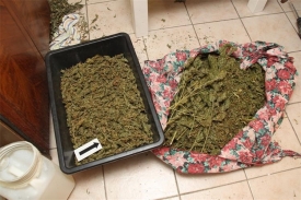 U dvije pretrage obiteljske kuće i stana u Požegi pronađena cannabis marihuana koju je preprodavao 28-godišnjak