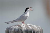 Novi slučajevi visokopatogene influence u divljih ptica - oprez uzgajivačima peradi na otvorenom