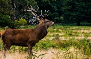 Predstavljene izmjene i dopune Zakona o lovstvu i četiri podzakonska akta Ministarstva poljoprivrede