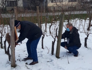 Vincelovo po tradiciji obilježili i vinogradari kaptolačke Udruge Vino-kap