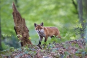 Započela proljetna oralna vakcinacija lisica
