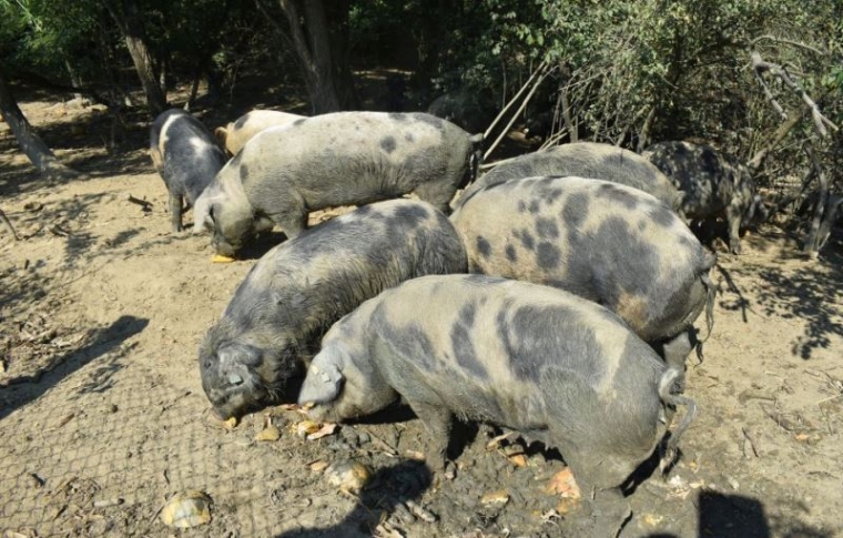 U rujnu Afrička svinjska kuga ponovno prijavljena u susjedstvu