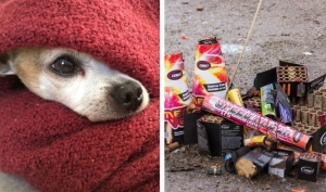 Danas počinju dani pirotehnike, iako se ništa ne slavi - Blagi zakon legalizira teror nad građanima, djecom, bolesnima i životinjama