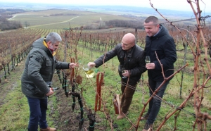 Tradicionalno obilježeno Vincelovo u vinogradima u Podgorju, nekada požeškog Veleučilišta a sada u Vinum Academicum
