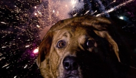 Prijatelji životinja traže od MUP-a hitne izmjene Zakona o eksplozivnim tvarima - Nizozemska je zabranila vatromete, hoće li i Hrvatska?