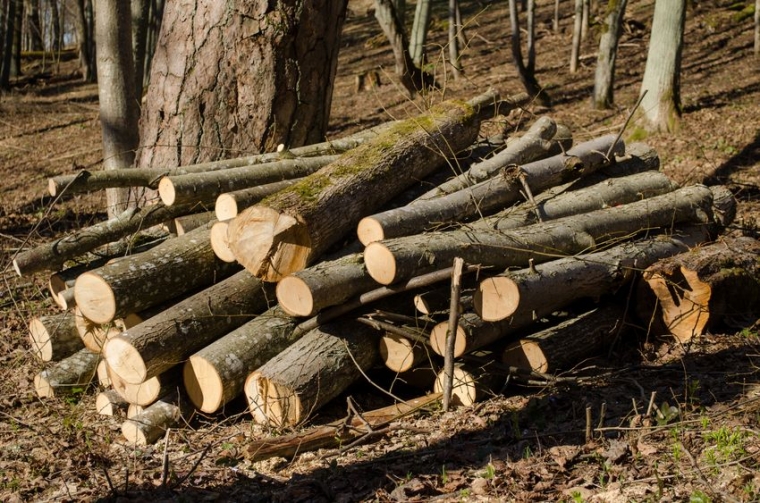Skupa drva potiču sve više šumskih krađa i sječe stabala - dva nova slučaja otuđenja