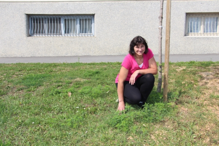 "Na uredne travnjake posadili nam ambroziju"