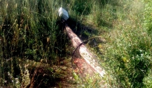 Sjekao stabla pa oštetio izolatore žice i dva betonska stupa HEP-a