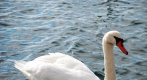 Pojava Influence ptica podtipa H5N8 u labuda na području Vukovarsko-srijemske županije