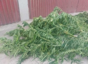Kod 60-godišnjaka u Brestovcu pronađena stabljike marihuane i pakirana marihuana