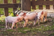 561 posjedniku nadoknađena vrijednost eutanaziranih svinja