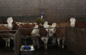 Kloniranje životinja radi proizvodnje mesa je nepotrebno, skupo i neetično