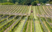Najavljen novi Javni natječaj za mjeru Restrukturiranje i konverzija vinograda