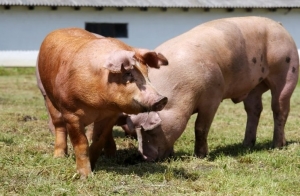 Nova izbijanja afričke svinjske kuge u Osječko-baranjskoj i Vukovarsko-srijemskoj županiji