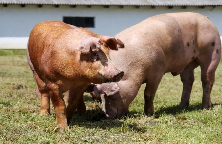 Nova izbijanja afričke svinjske kuge u Osječko-baranjskoj i Vukovarsko-srijemskoj županiji